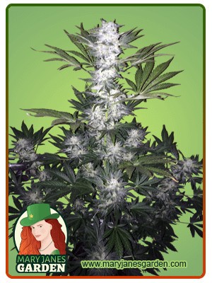 Super Skunk Strain Autoflowering Feminized Marijuana Seeds
