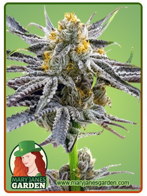 Blood Diamond OG Strain Autoflowering Feminized Marijuana Seeds
