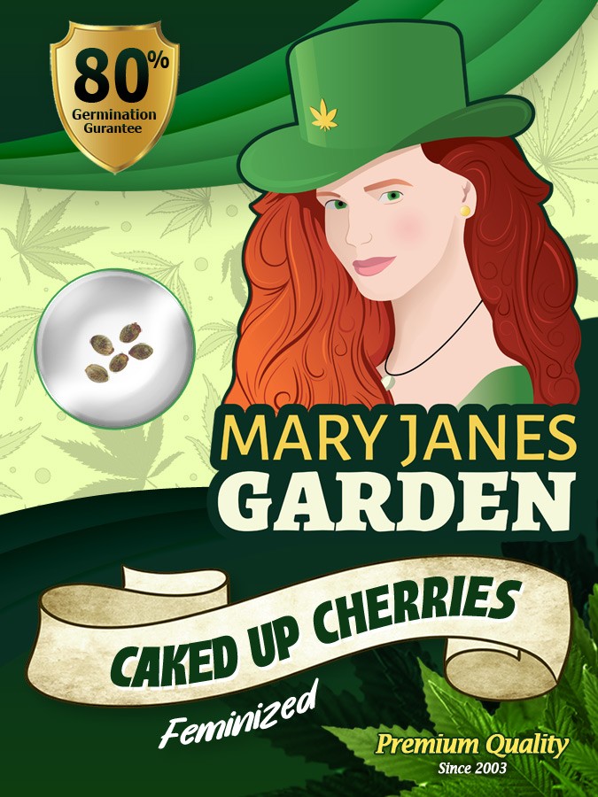 Caked Up Cherries Strain Feminized Marijuana Seeds