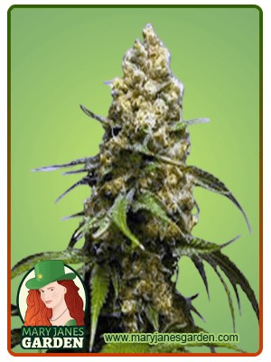 Super Skunk Strain Feminized Marijuana Seeds