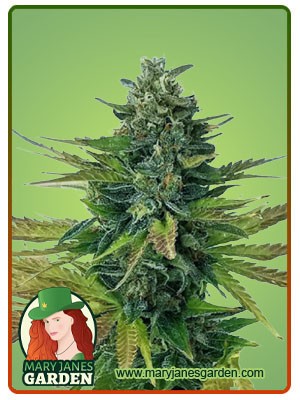 Triple Diesel Strain Autoflowering Feminized Marijuana Seeds
