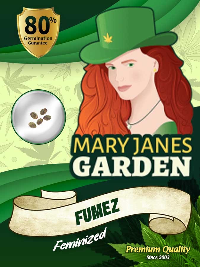 Fumez Strain Feminized Marijuana Seeds