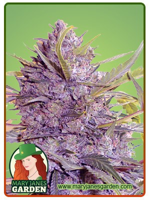 Star Gazer Strain Fast Version Marijuana Seeds
