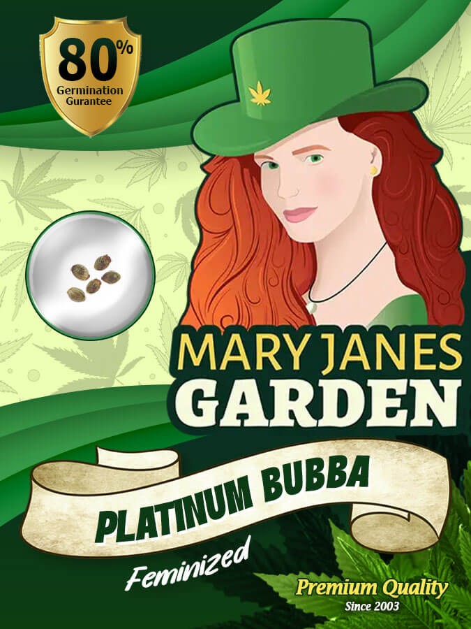 Platinum Bubba Strain Feminized Marijuana Seeds