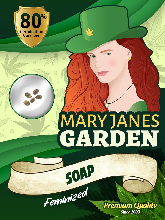 Soap Strain Feminized Marijuana Seeds