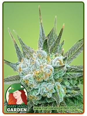 Dwarf King Strain Feminized Marijuana Seeds