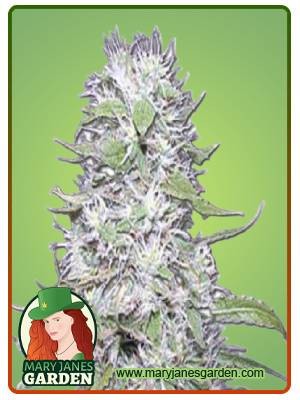 Hawaiian Skunk Strain Feminized Marijuana Seeds