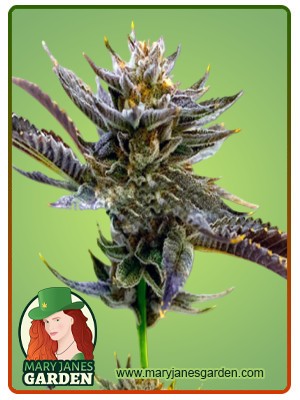 Purple Thai Strain Feminized Marijuana Seeds