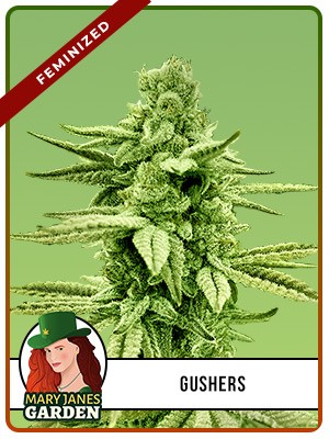 Gushers Strain Feminized Marijuana Seeds