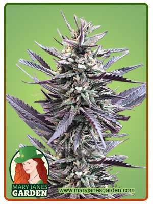 Mango Kush Feminized Marijuana Seeds