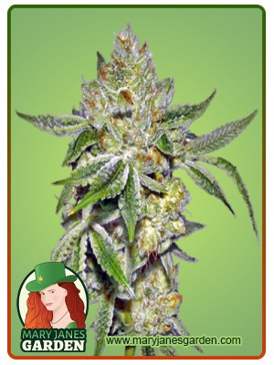 Lemon Strain Autoflowering Feminized Marijuana Seeds