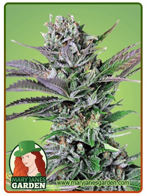 Somango Strain Feminized Marijuana Seeds