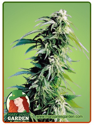 Kush XL Autoflowering Feminized Marijuana Seeds