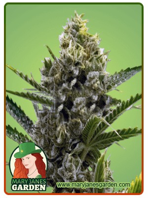 Nicole Kush Feminized Marijuana Seeds