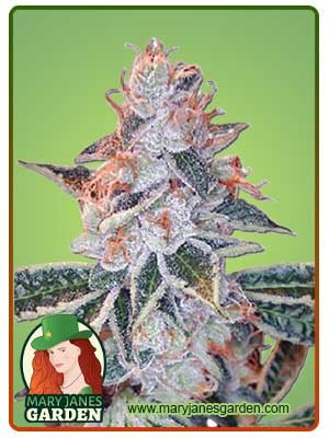 Lemon OG Strain Feminized Marijuana Seeds