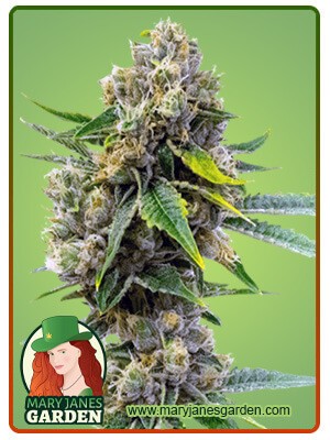 Cheese Diesel Feminized Marijuana Seeds