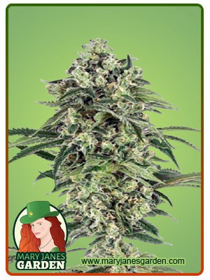 Banana Strain Autoflowering Feminized Marijuana Seeds