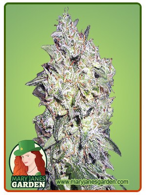Afghan Kush Feminized Marijuana Seeds