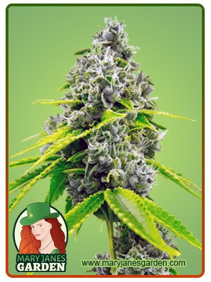 Chocolope Strain Feminized Marijuana Seeds