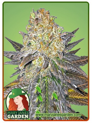 Oregon Peach Strain Feminized Marijuana Seeds