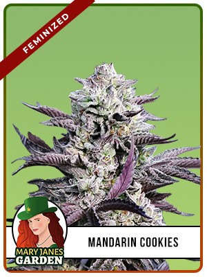 Mandarin Cookies Strain Feminized Marijuana Seeds