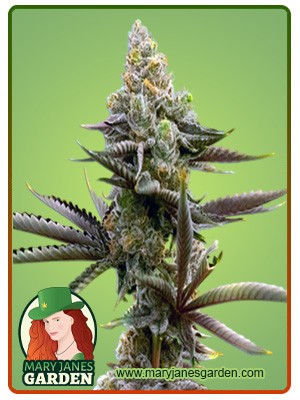 Gorilla Glue #4 Strain Autoflowering Feminized Marijuana Seeds
