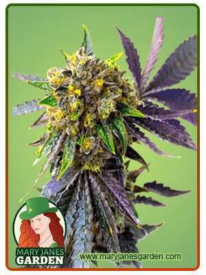 Bubba Kush Autoflowering Feminized Marijuana Seeds