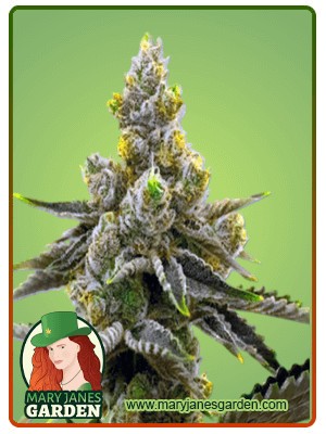 Kali Mist Strain Feminized Marijuana Seeds