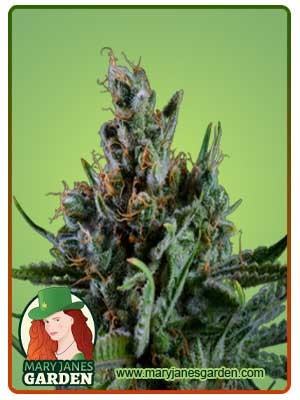 Big Bang Strain Feminized Cannabis Seeds