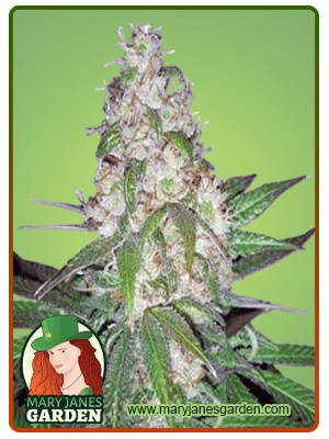 Sour Diesel Strain Autoflowering Feminized Marijuana Seeds
