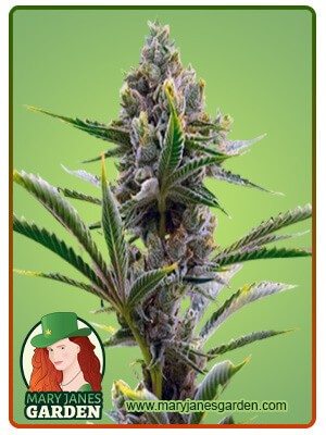 Badazz Cheese Strain Feminized Marijuana Seeds