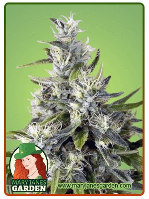 Trainwreck Strain Feminized Marijuana Seeds