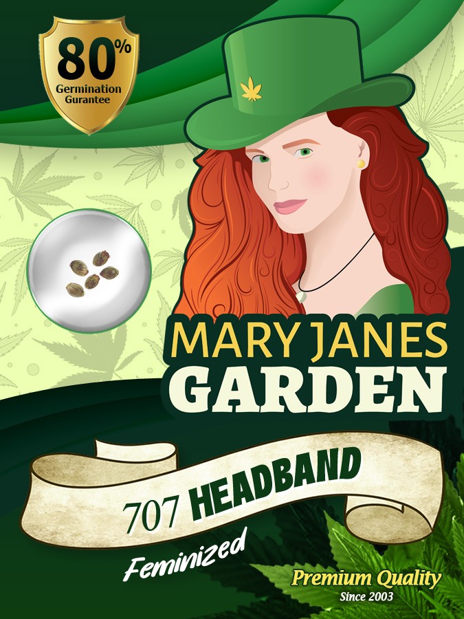707 Headband Strain Feminized Marijuana Seeds