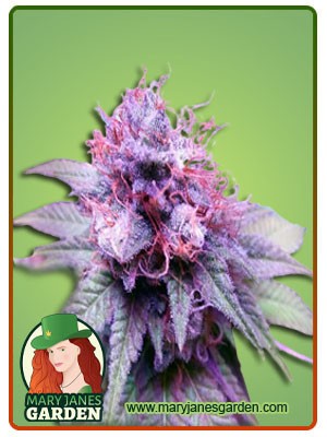 Grapeness Strain Feminized Marijuana Seeds