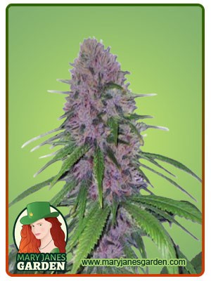 Mendo Breath Strain Autoflowering Feminized Marijuana Seeds