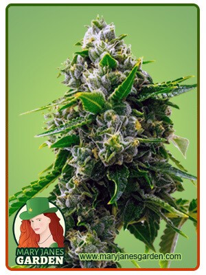 Bruce Banner Strain Autoflowering Feminized Marijuana Seeds