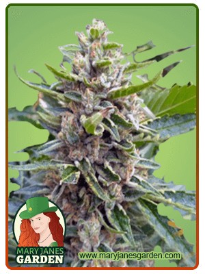 Mochalope Strain Feminized Marijuana Seeds