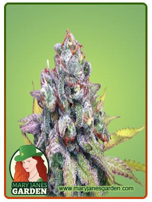 Cookie Crumble Strain Feminized Cannabis Seeds
