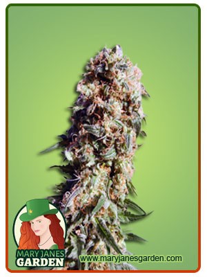Electric Berry Strain Feminized Marijuana Seeds