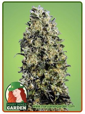 M8 Strain Feminized Marijuana Seeds