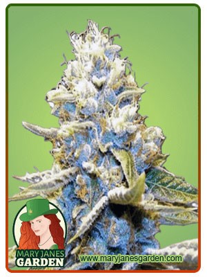 Star Killer Strain Feminized Marijuana Seeds