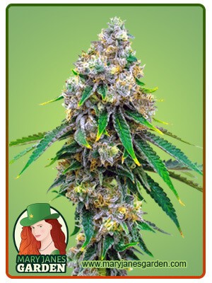 Critical Mass Strain Feminized Marijuana Seeds