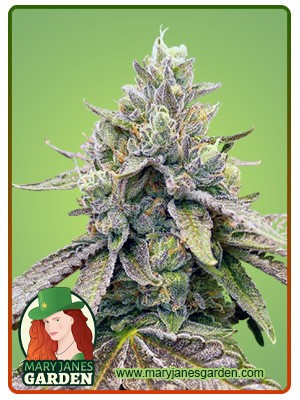 Zkitllez Strain Autoflowering Feminized Marijuana Seeds