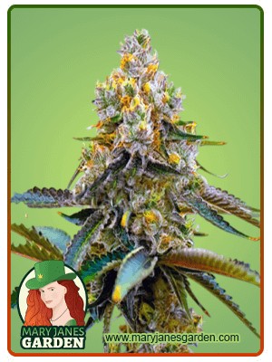 Grape Killer 99 Strain Feminized Marijuana Seeds