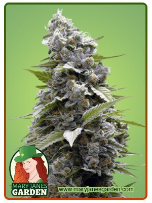 Girl Scout Cookies Strain Feminized Marijuana Seeds
