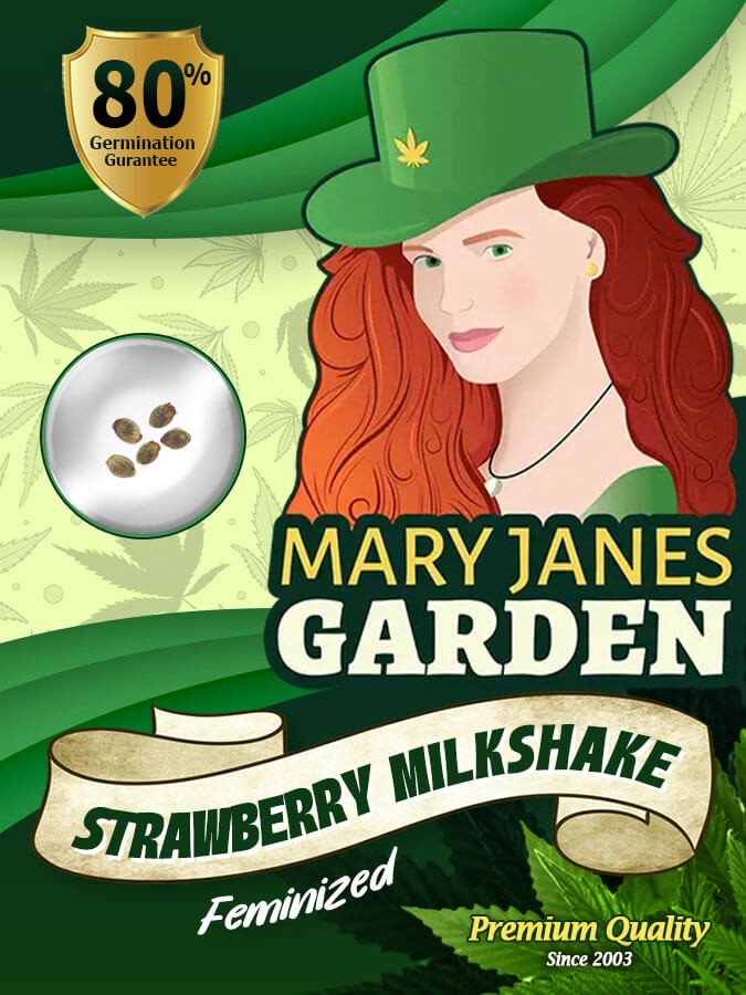 Strawberry Milkshake Strain Feminized Marijuana Seeds
