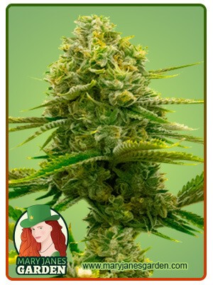 Bubblegum Strain Feminized Marijuana Seeds