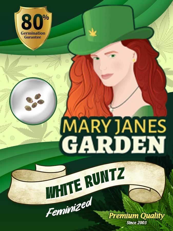 White Runtz Strain Feminized Marijuana Seeds