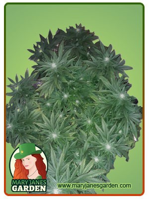 OG Banana Punch Strain Feminized Marijuana Seeds