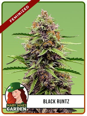 Black Runtz Strain Feminized Marijuana Seeds